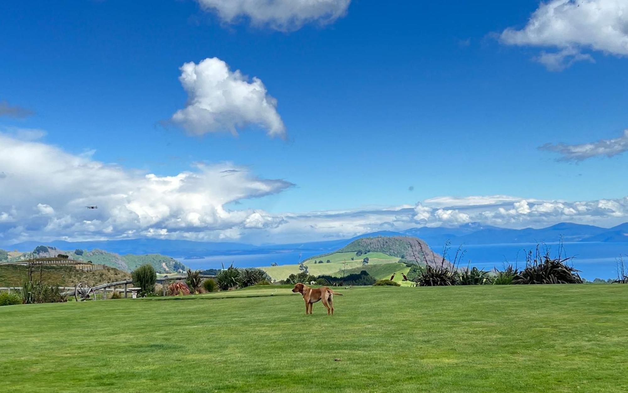 Hilltop Whakaipo Estate Taupo Eksteriør bilde
