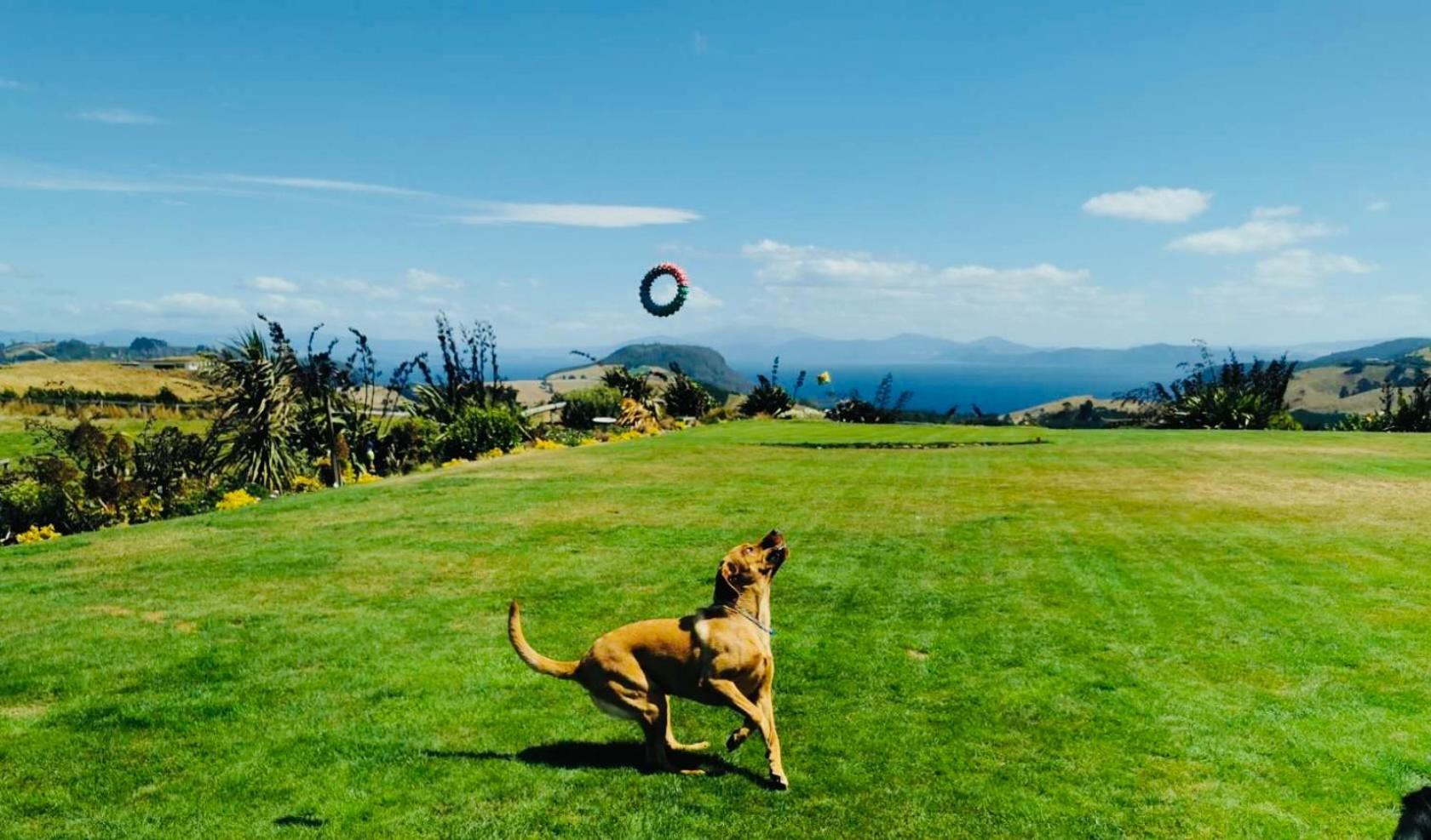 Hilltop Whakaipo Estate Taupo Eksteriør bilde