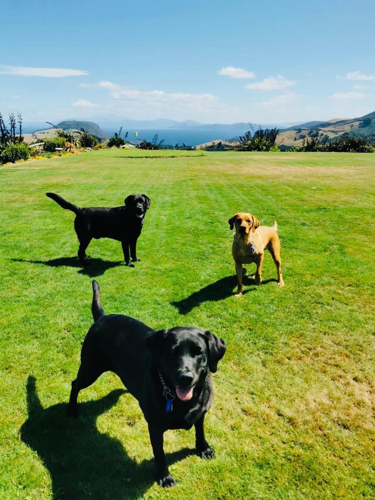 Hilltop Whakaipo Estate Taupo Eksteriør bilde
